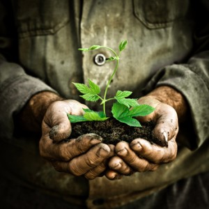 Hands holding a green young plant