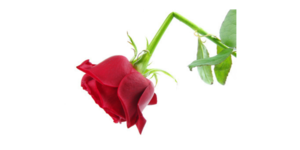 Love Your Mistakes as God Loves Them (and You)