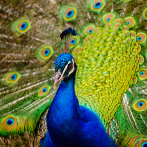 Peacock, my spirit animal