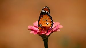 monarch butterfly perched on a pink flowere