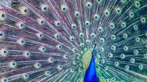 peacock
