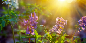 tall purple flowers surrounded by green, backlit by the rising run