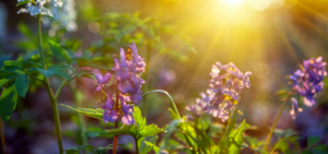 tall purple flowers surrounded by green, backlit by the rising run