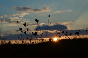 silhouette of plants during sunset