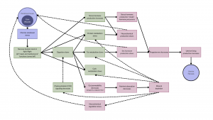 flow diagram showing how uterine fibroids get created; for summary, see text that follows