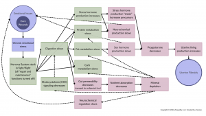 flow chart showing how uterine fibroids get created; for summary, see text that follows