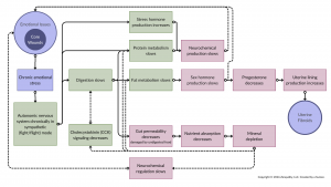 flow chart showing how uterine fibroids get created; for summary, see text that follows